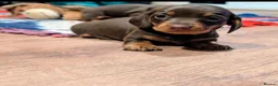 Miniature Dachshund dogs for sale: Gorgeous miniature chocolate dachshund  - Advert 7