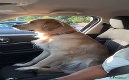 Golden Retriever dogs for stud: Dexx AKA Dexter in Oban - Image 6