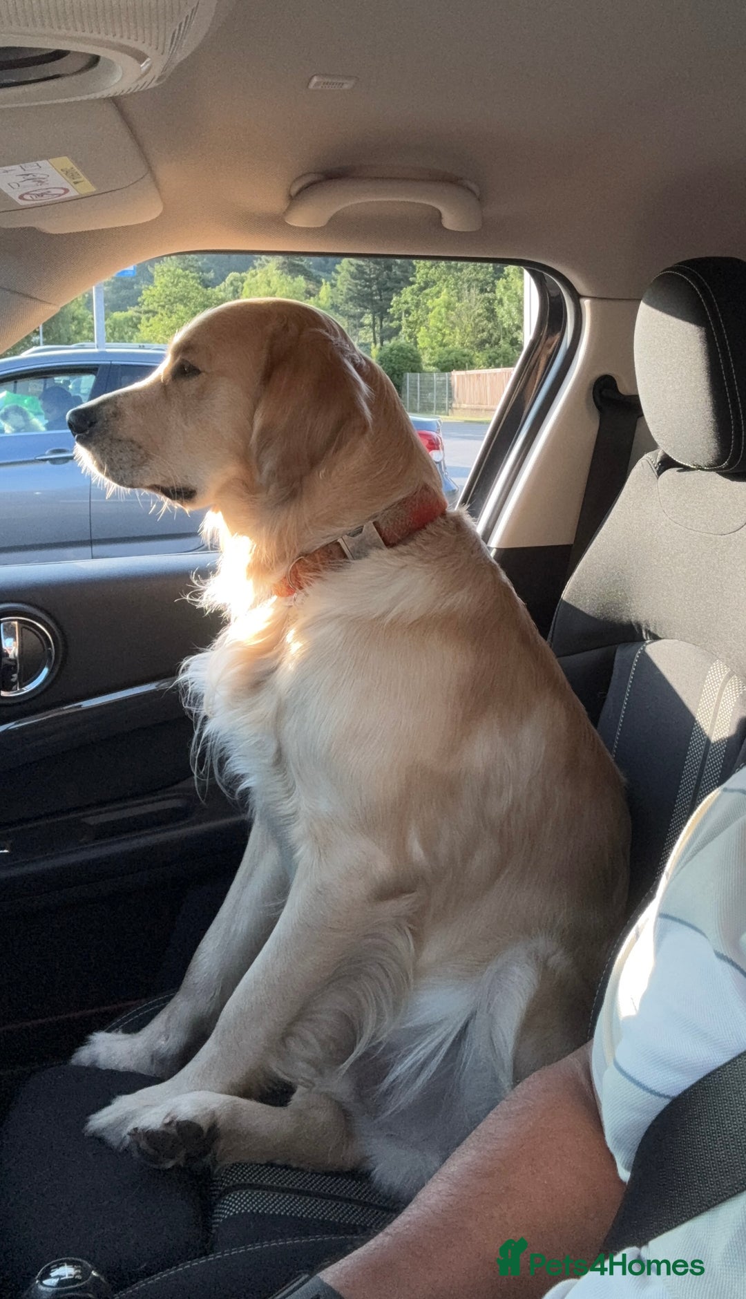 Golden Retriever dogs for stud: Dexx AKA Dexter in Oban - Image 6