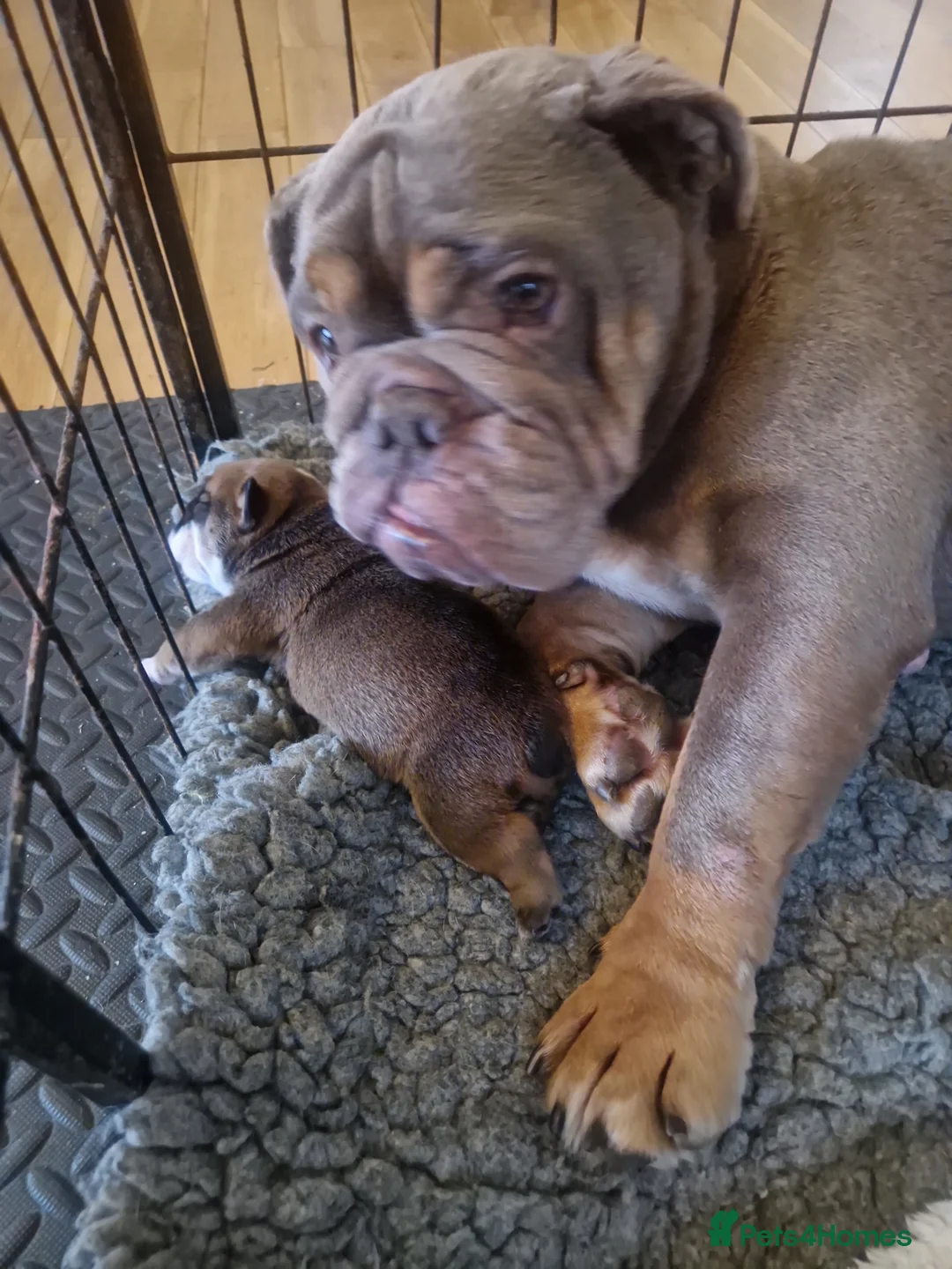 English Bulldog dogs for sale: Bulldog puppies  - Advert 11