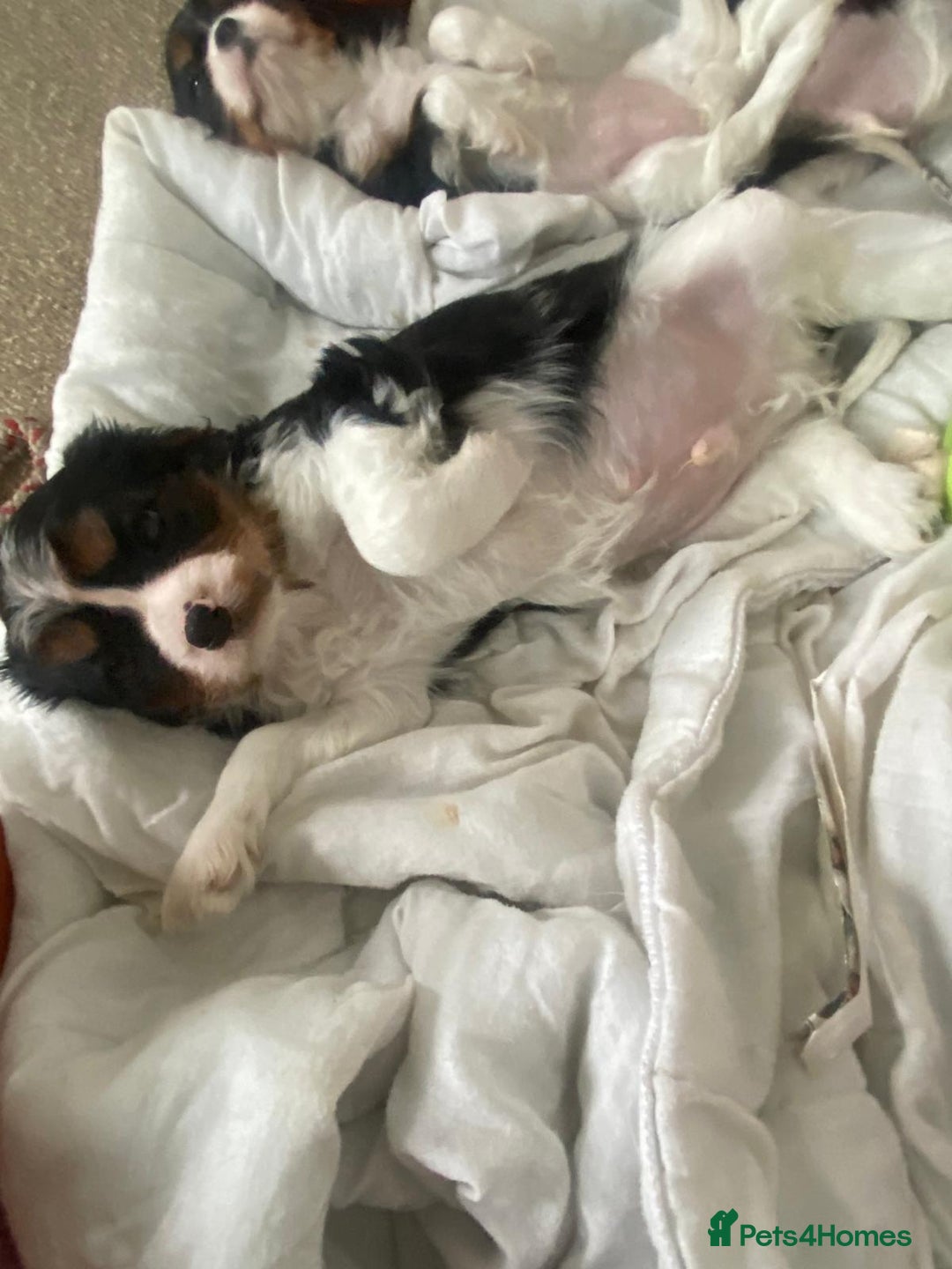 Cavalier King Charles Spaniel dogs for sale: Cavalier Puppies - Advert 2