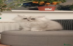 Persian cats for sale: Chinchilla persion - Image 1