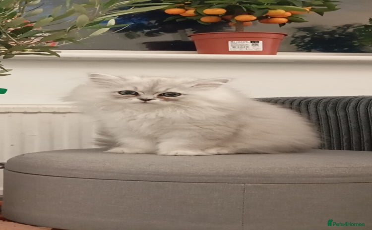 Persian cats - Advert 2