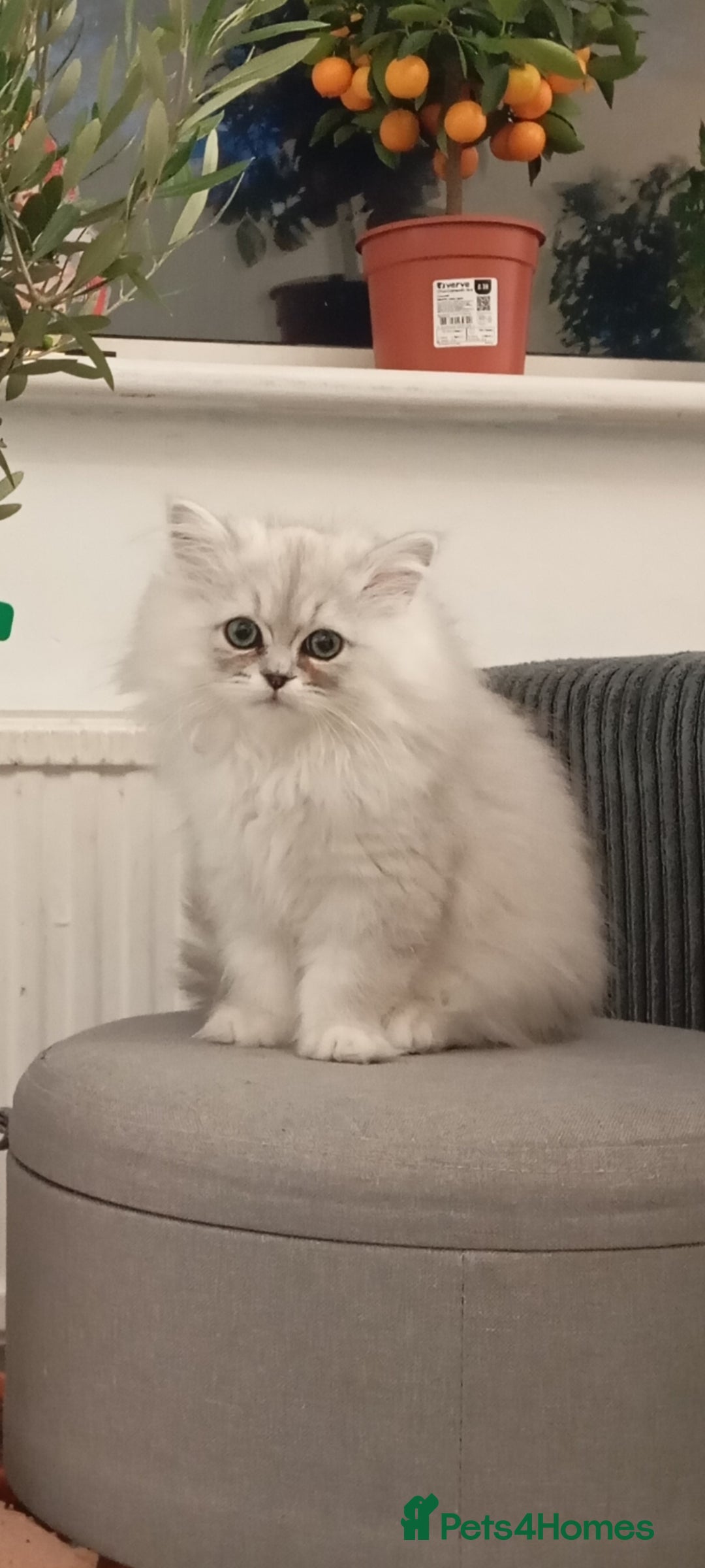Persian cats for sale: Chinchilla persion - Image 1