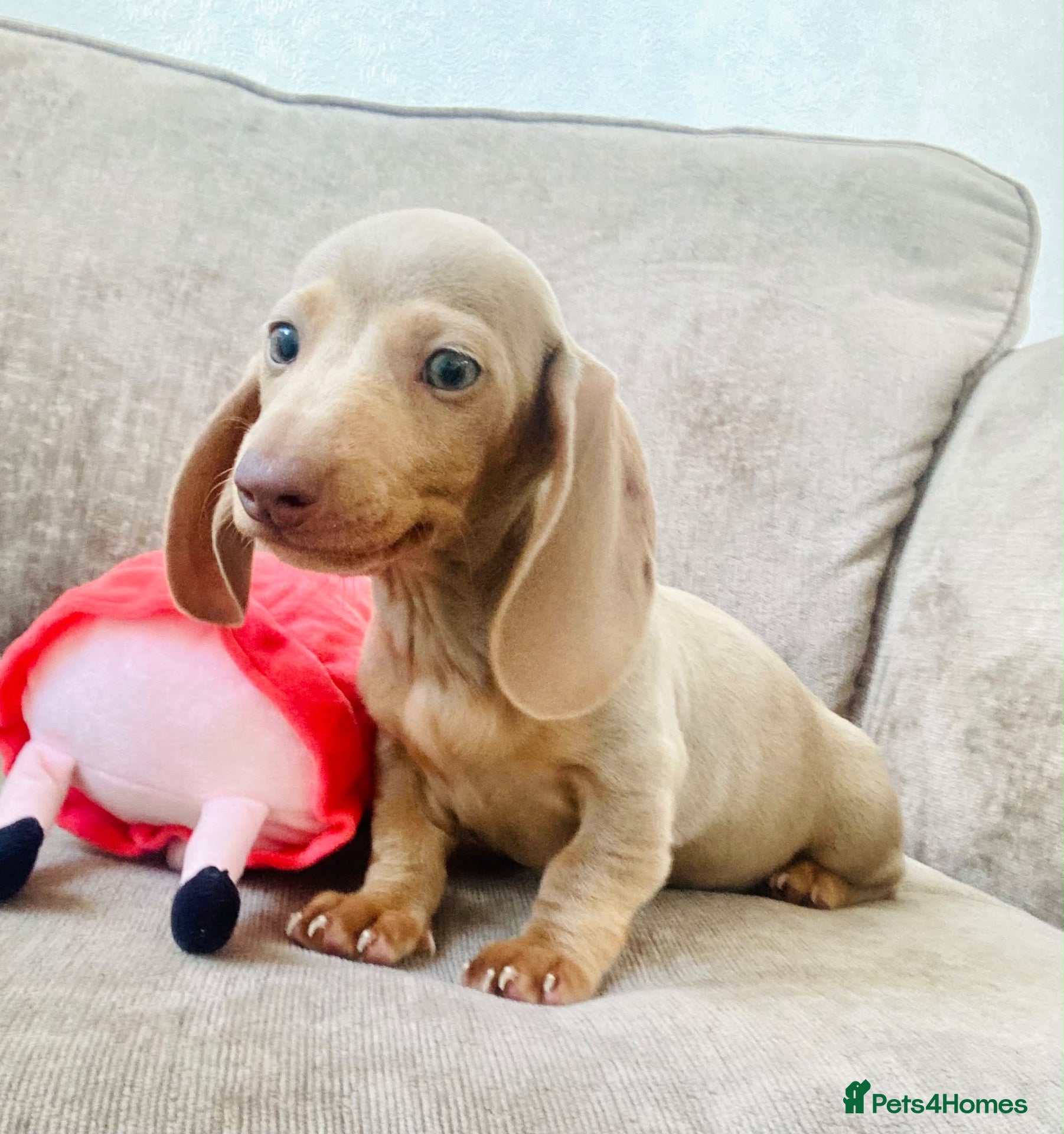 Miniature Dachshund dogs Isabella miniature dachshund puppies  - Advert 1