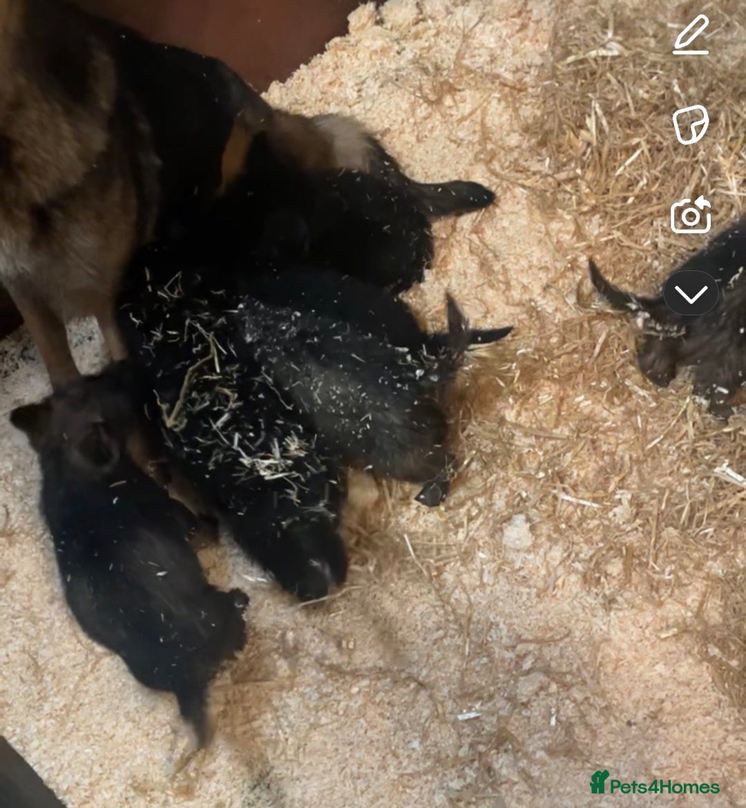 German Shepherd dogs for sale: 2 German shepherd puppies - Advert 3