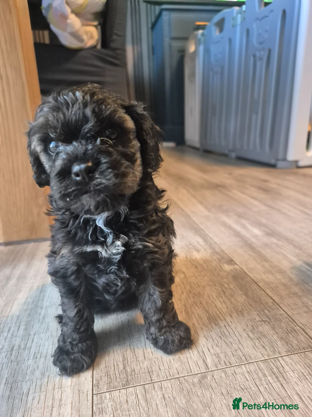 Cavapoo dogs for sale: Multigen cavapoos ONLY 2 AVAILABLE  - Advert 2
