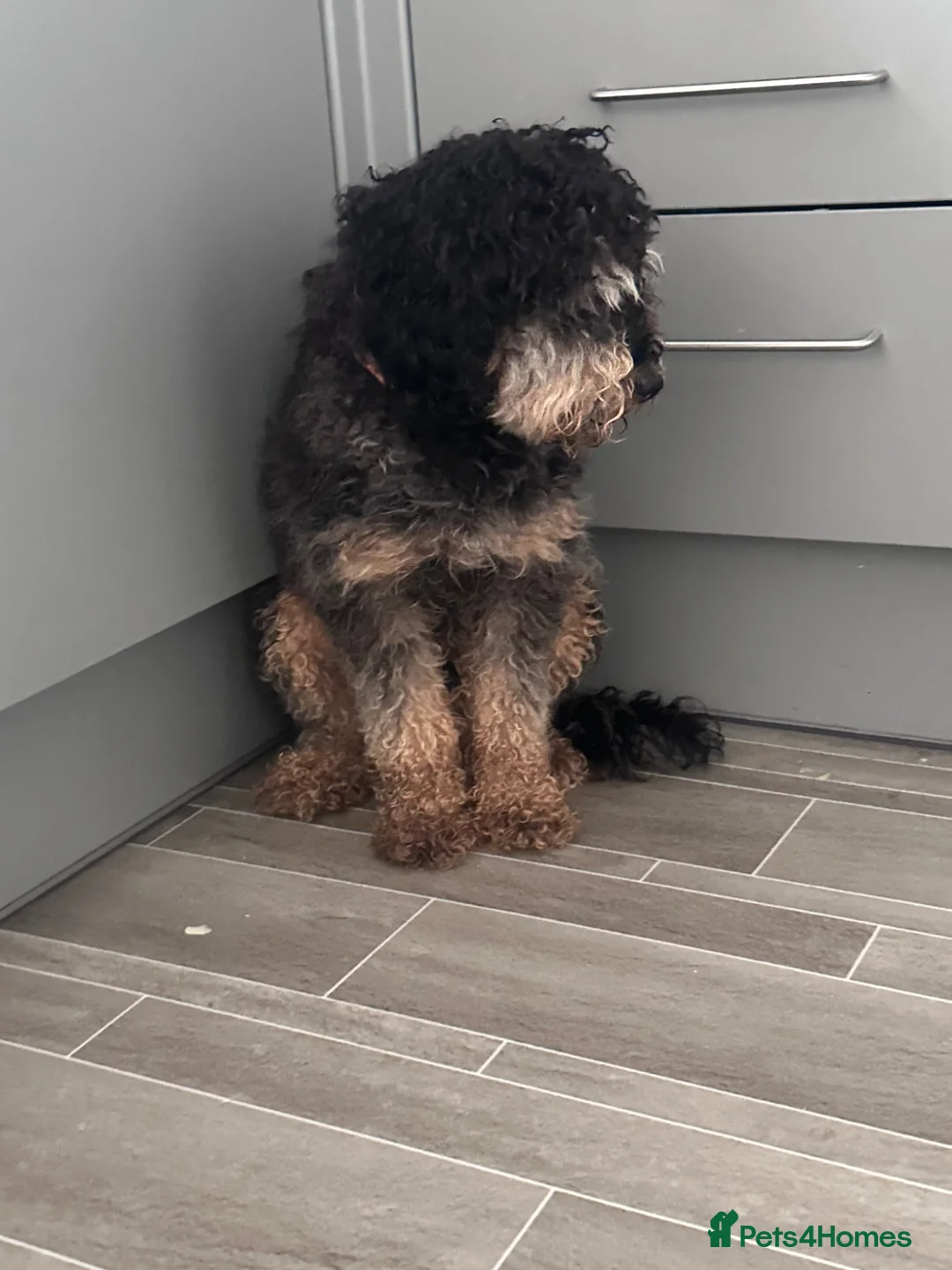 Cockapoo dogs for sale: Teddy - Advert 3