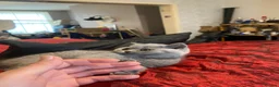 British Shorthair cats for sale:     “Beautiful British Shorthair Kittens” - Advert 12