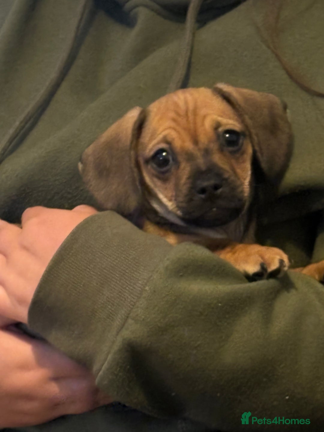 Mixed Breed dogs for sale: Dachshund x pug puppies - Image 3