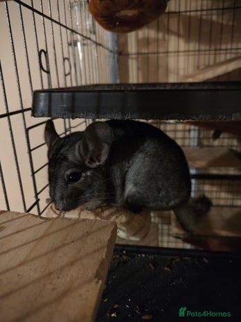 Chinchilla rodents - Advert 8