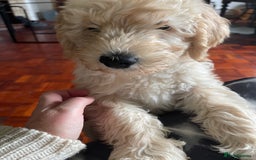 Labradoodle dogs for sale: Multigen Mini Labradoodle Puppies Available Now - Image 12