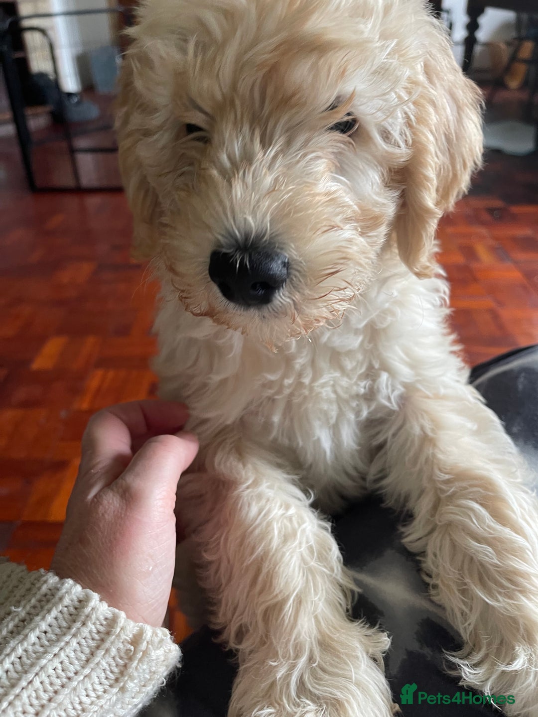 Labradoodle dogs for sale: Multigen Mini Labradoodle Puppies Available Now - Image 12
