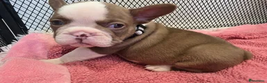 French Bulldog Puppy 4