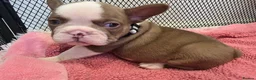 French Bulldog dogs for sale: Open for offer  French Bulldog with papers - Advert 17