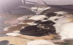 Mixed Breed cats for sale: Kittens  - Image 9