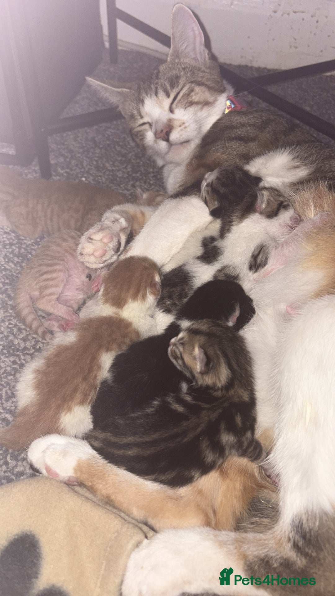 Mixed Breed cats for sale: Kittens  - Image 9