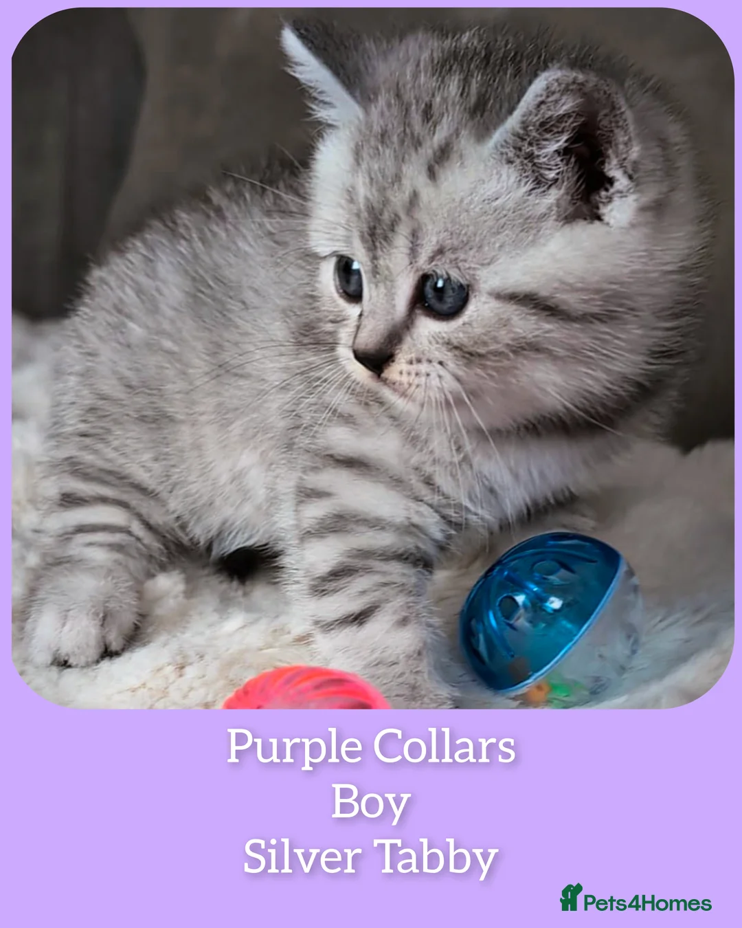 British Shorthair cats for sale: BSH 🩷🩵 READY to RESERVE  - Advert 12