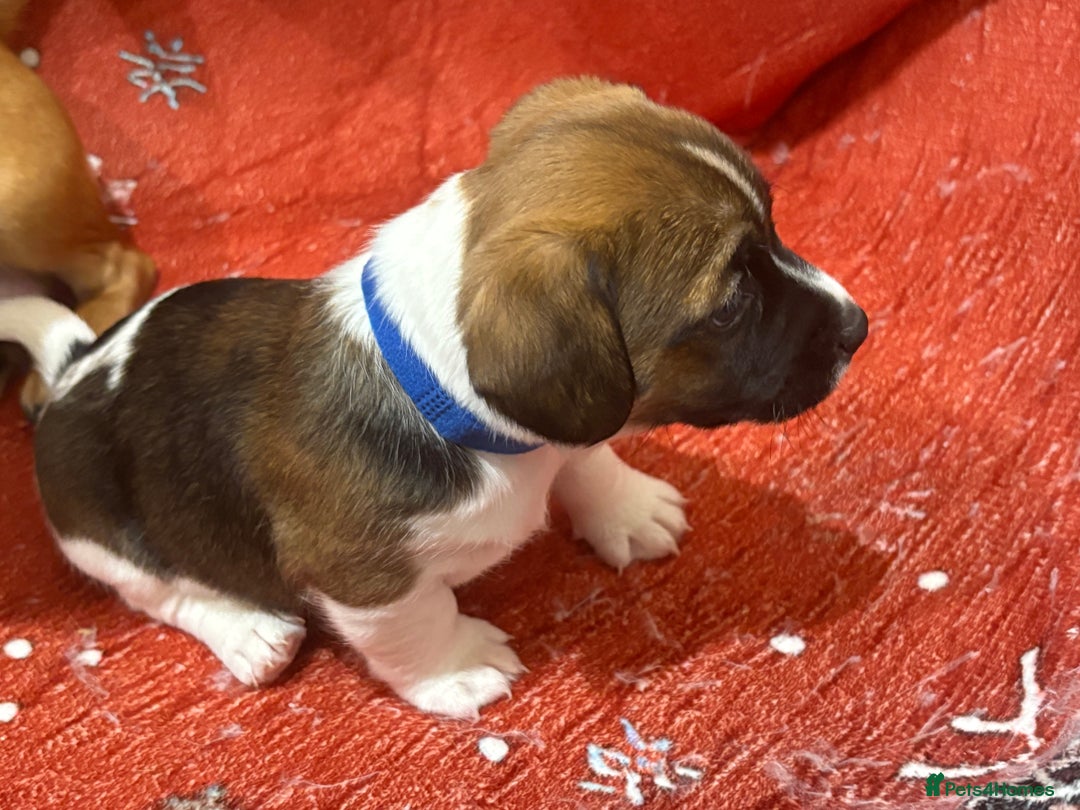 Jack Russell dogs for sale: 6 striking puppies  - Advert 4
