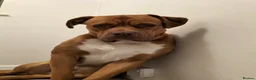 Mixed Breed dogs for sale: Scoob - Advert 4
