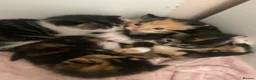 Mixed Breed cats for sale: 4 Kittens for sale in Corsham - Advert 13