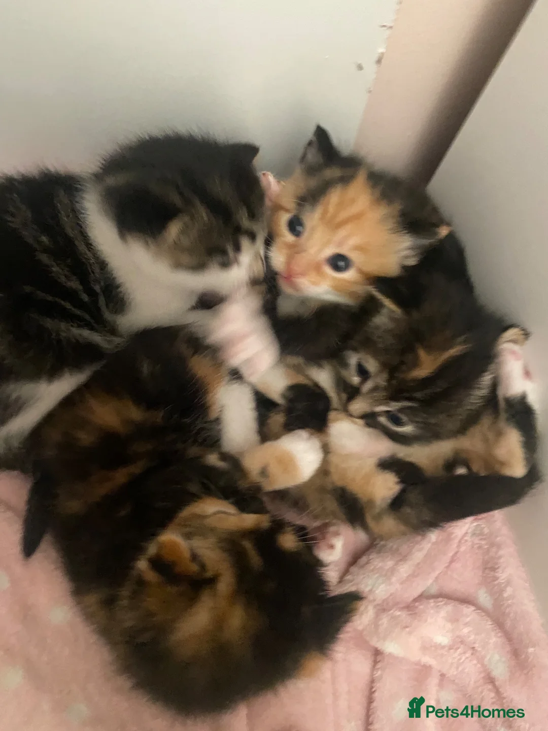 Mixed Breed cats for sale: 4 Kittens for sale in Corsham - Advert 13