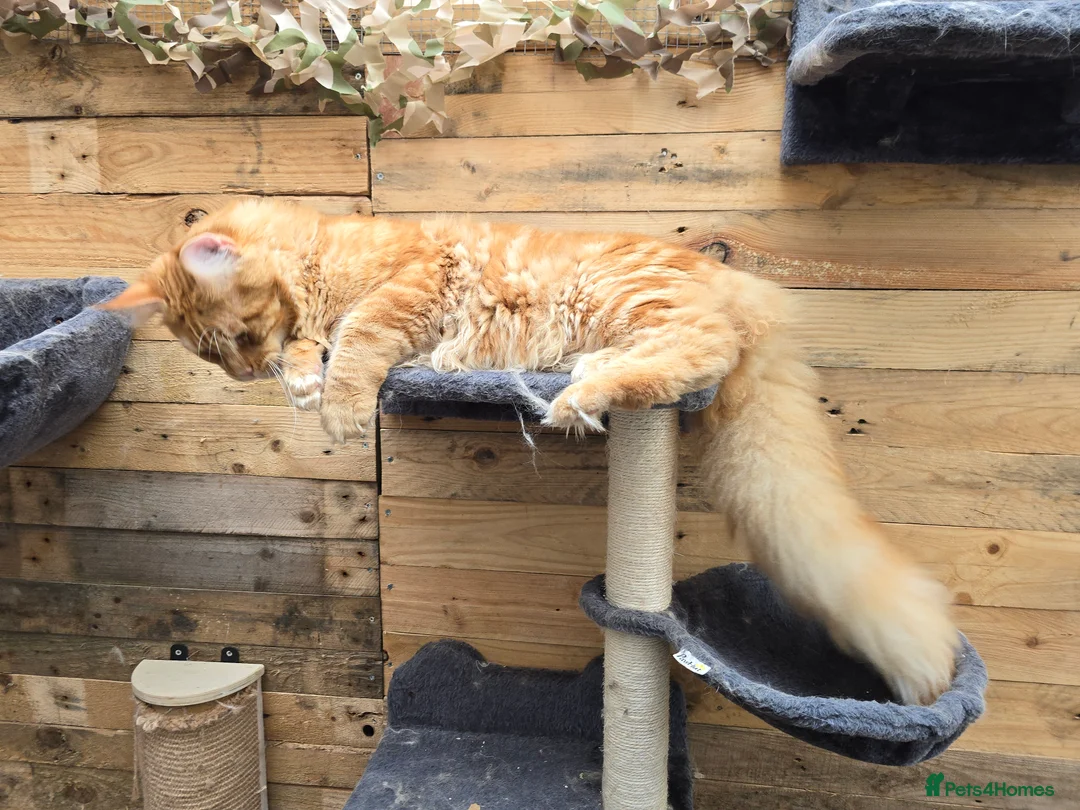 Maine Coon cats for stud: Maine Coon Large Red Tabby over 10kg in Hull - Advert 14