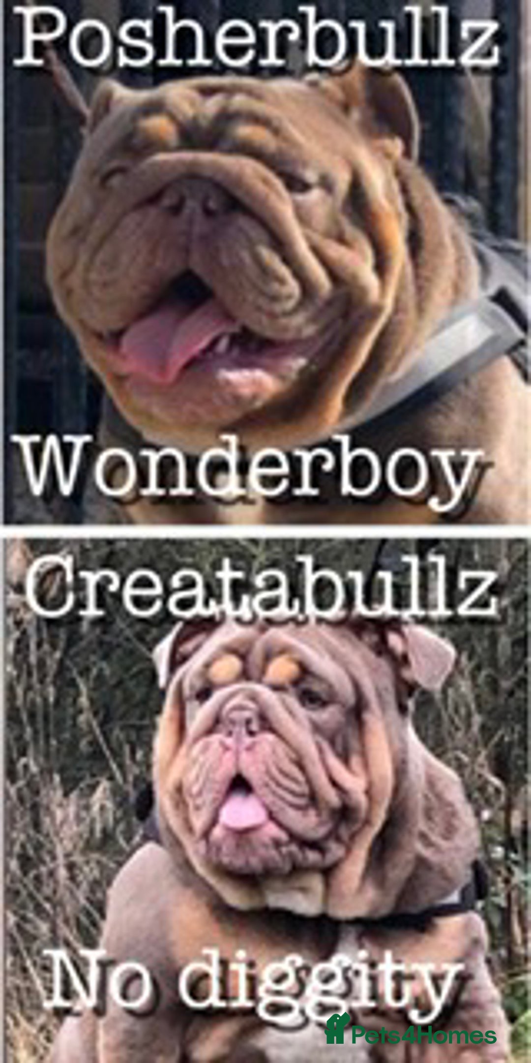 English Bulldog dogs for stud: HEALTH TESTED CLEAR & BOAS GRADED ZERO KC REG in Doncaster - Image 9