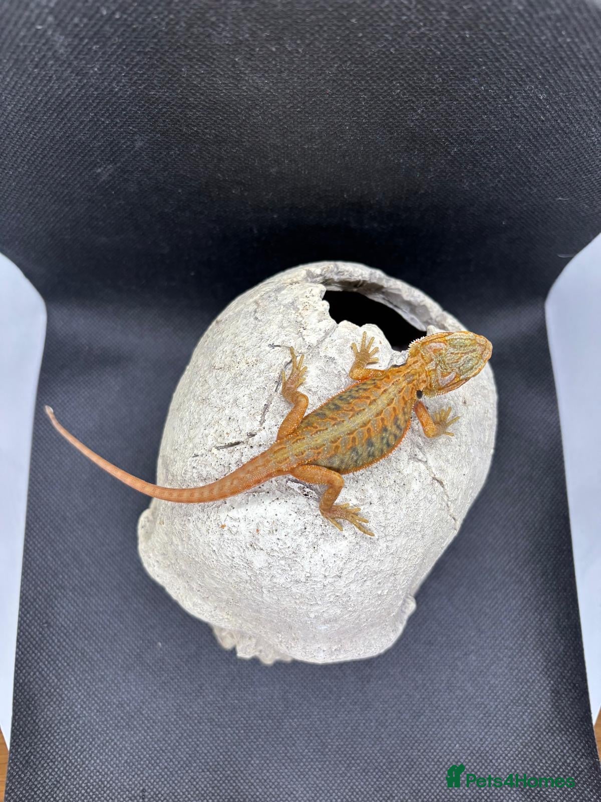 Bearded Dragon reptiles for sale: Spectacular baby dragons *ready now* - Advert 1