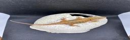 Bearded Dragon reptiles for sale: Spectacular baby dragons *ready now* in Pontypool - Advert 1