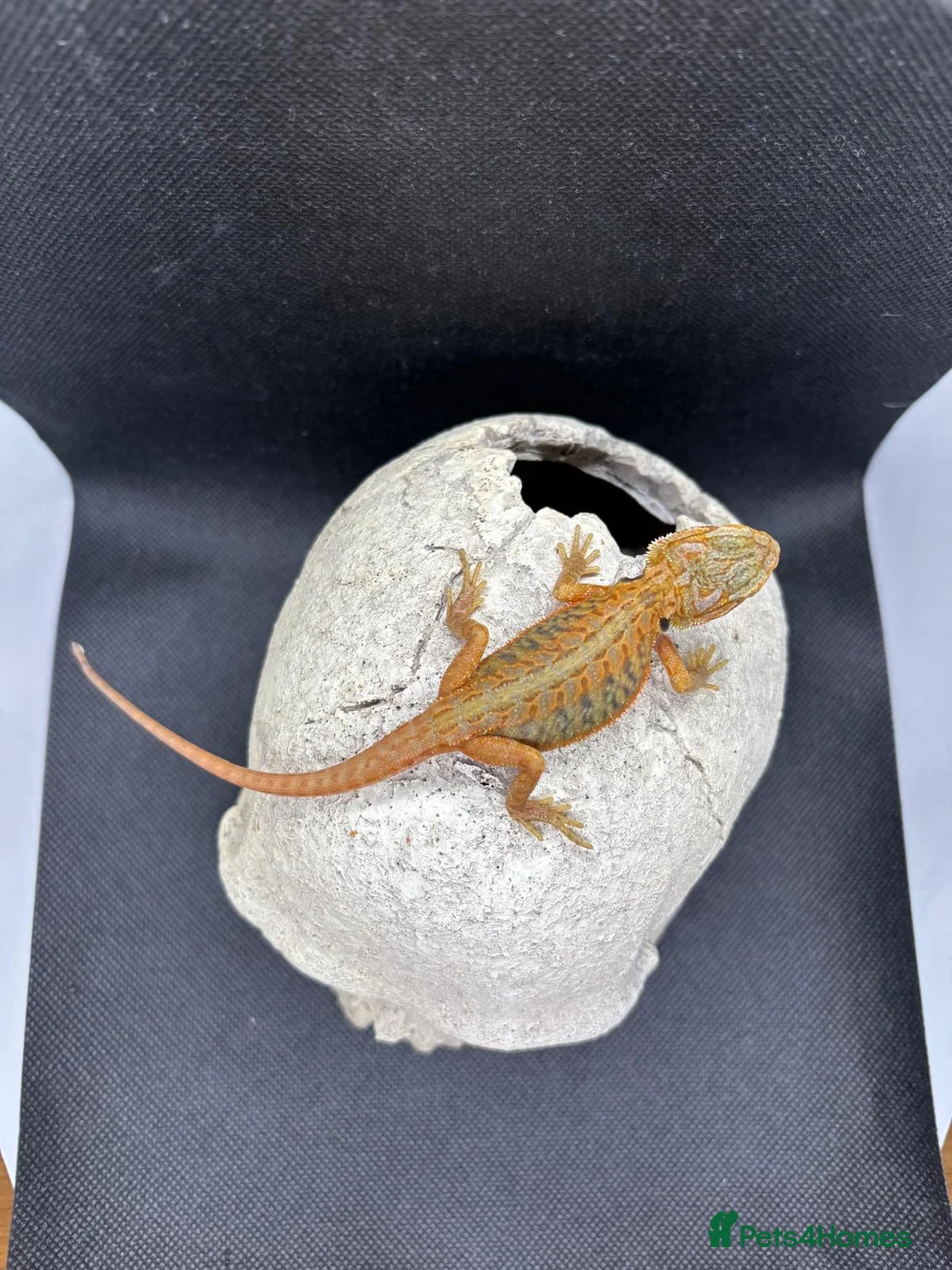 Bearded Dragon reptiles for sale: Spectacular baby dragons *ready now* in Pontypool - Advert 1