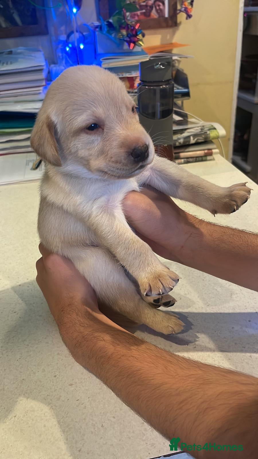 Labrador Retriever dogs Labrador retriever puppies.  - Advert 2