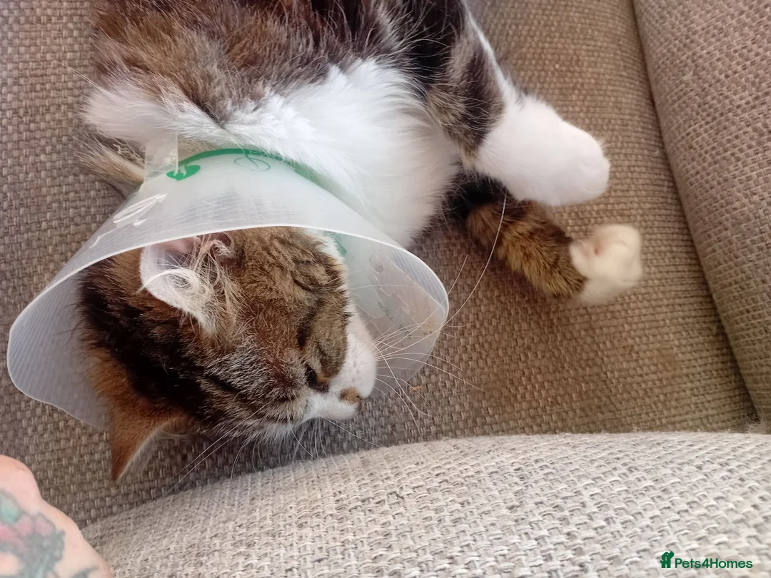 Mixed Breed cats for adoption: A Sweet & Loving Girl Looking for Her Forever Home - Advert 2