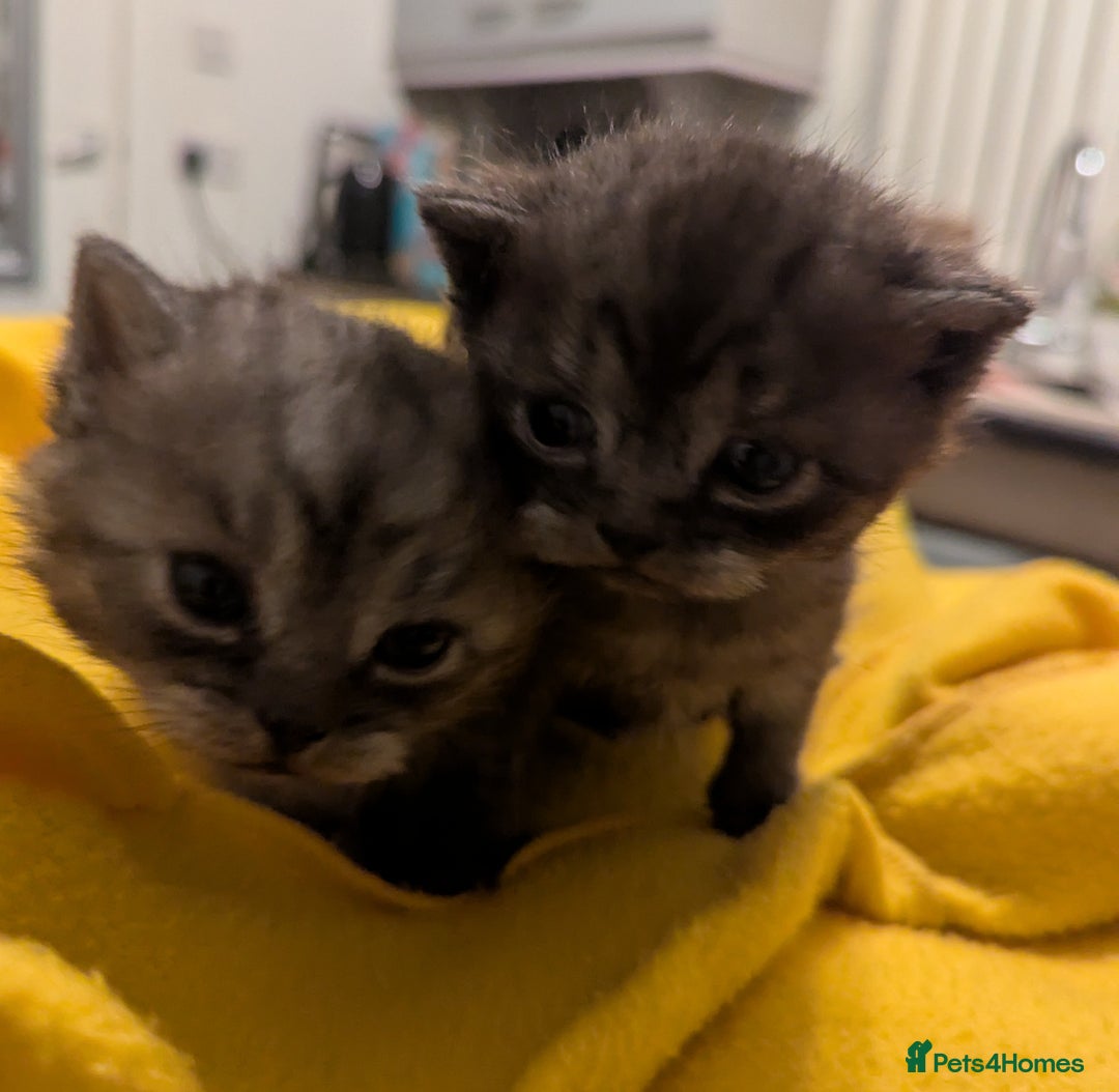 British Shorthair cats for sale:  🐾 BSH Blue,Chocolate& Tabby– Whiskers Kittens 🐾 - Image 17