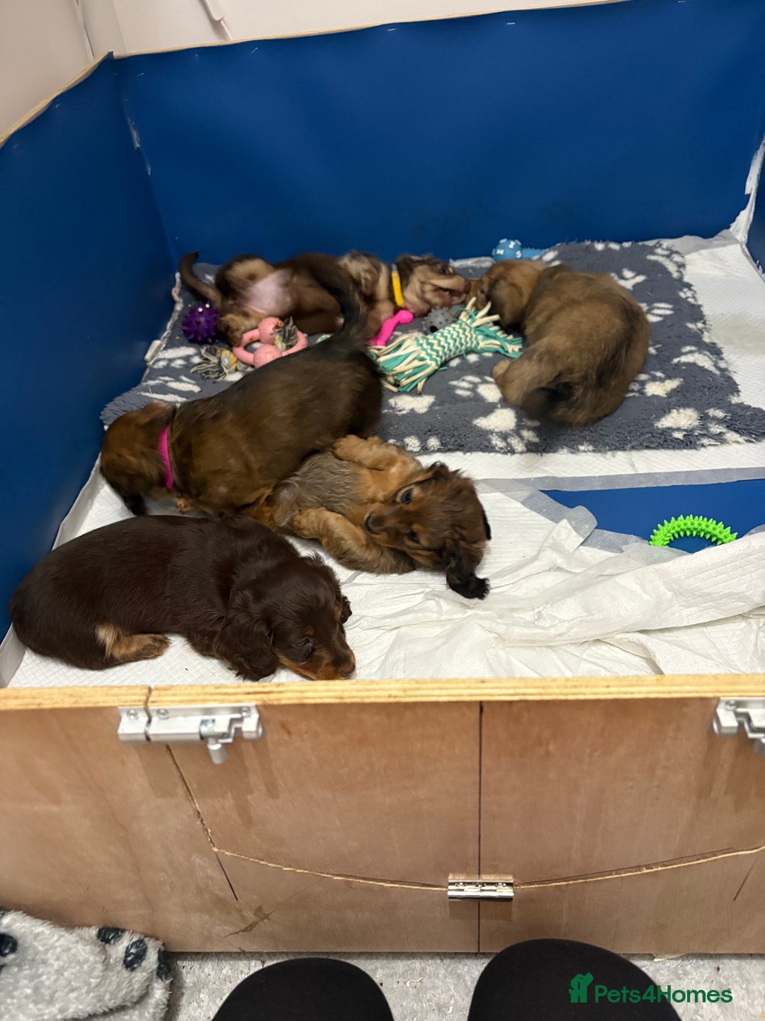 Dachshund dogs for sale: Dachshund puppies for sale  - Advert 8