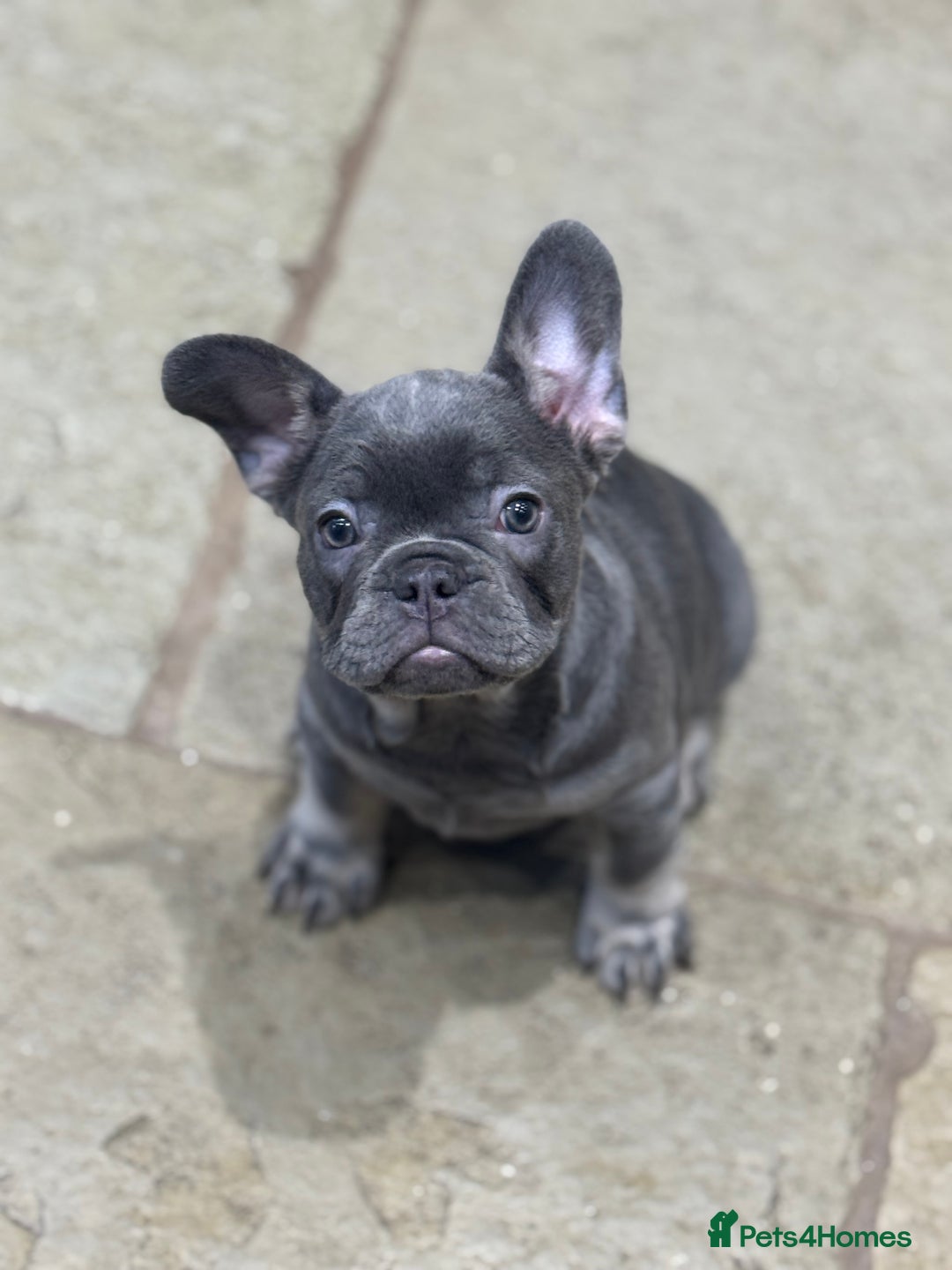 French Bulldog dogs for sale: Reduced French Bulldogs - Advert 8