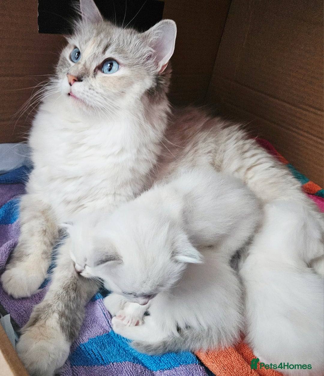 Ragdoll cats for sale: Stunning pure ragdoll kittens - Advert 12