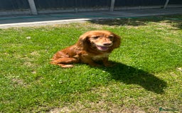Mixed Breed dogs for sale: Cockerjack puppies are here !!!!! - Image 1