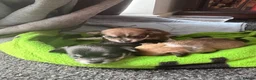 Mixed Breed dogs for sale: Chihuahua cross patterdale terrier puppies in Huntingdon - Advert 6