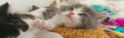 Ragdoll cats for sale: Beautiful cross Ragdoll/Persian 😻😻😻😻 - Advert 21