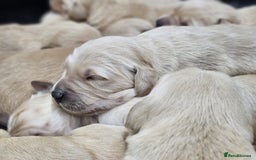 Goldador dogs for sale: 🐾Gorgeous Puppies-Family Raised with Love&Care🐾 - Image 2