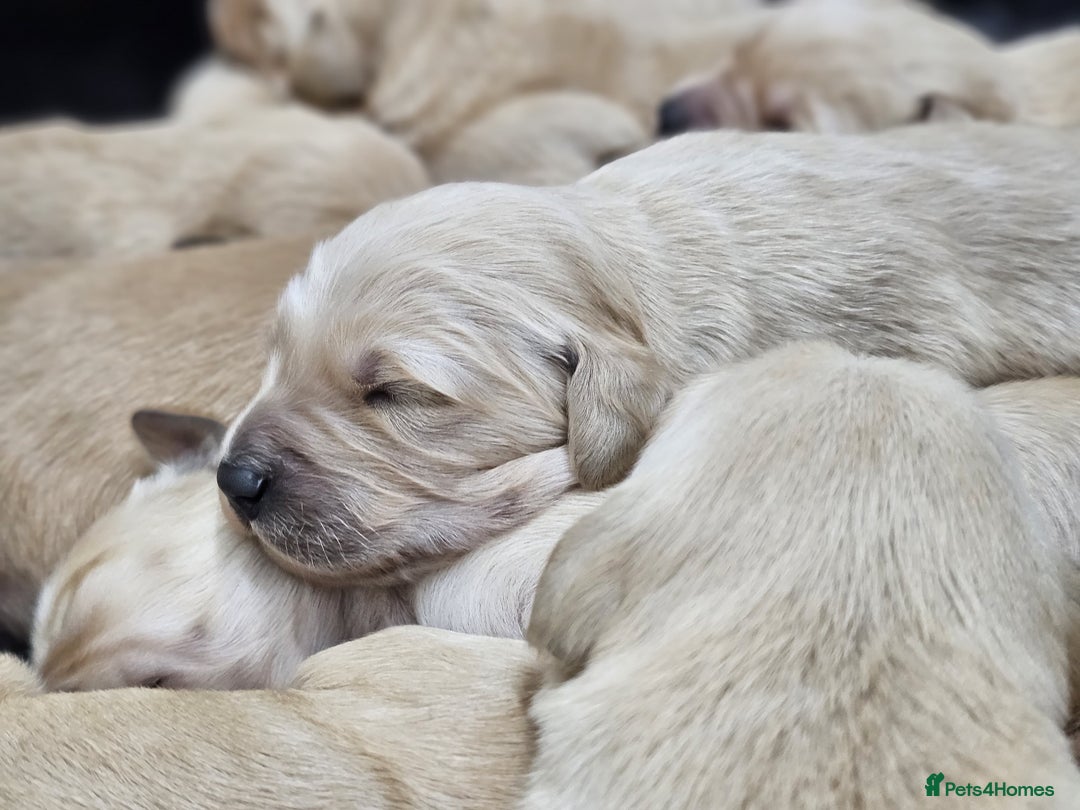 Goldador dogs for sale: 🐾Gorgeous Puppies-Family Raised with Love&Care🐾 - Image 2