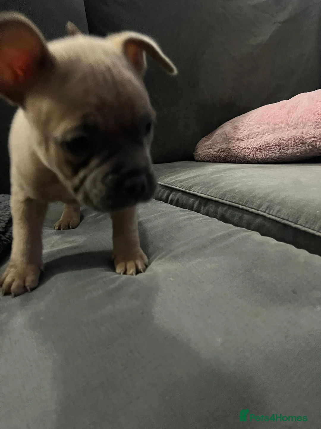 Mixed Breed dogs for sale: Puppy for sale - Advert 4