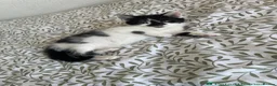 Mixed Breed cats for sale: Adorable bonded pair in Edgware - Advert 20
