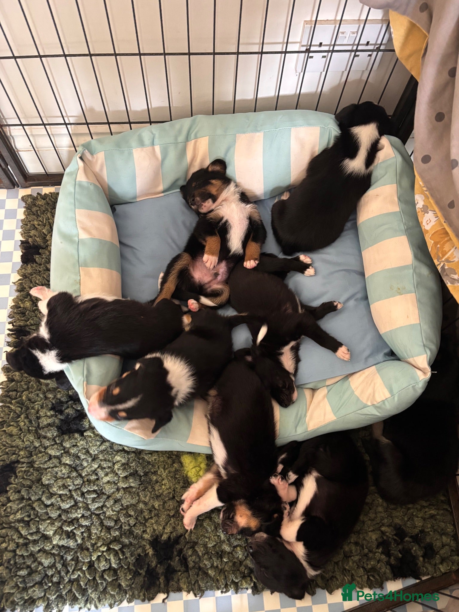 Sprollie dogs 5 females and 1 male available Sprollie puppies - Advert 1