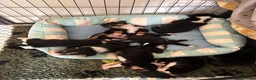 Sprollie dogs for sale: 5 females and 1 male available Sprollie puppies - Advert 1