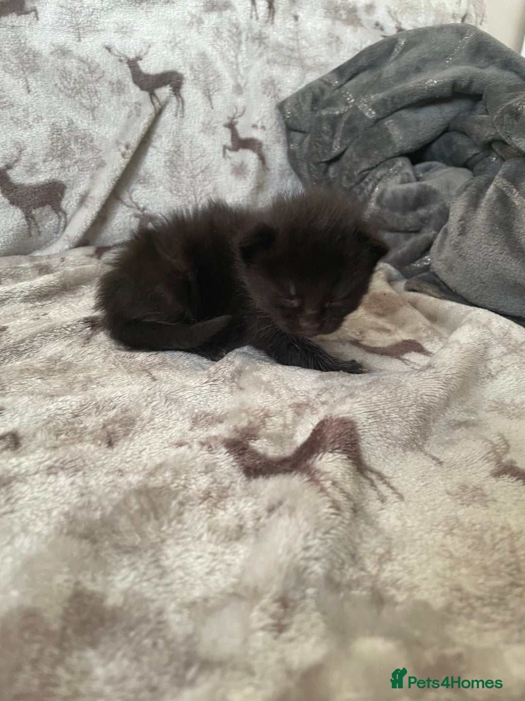 Mixed Breed cats for sale: Beautiful fluffy kittens for sale - Image 2