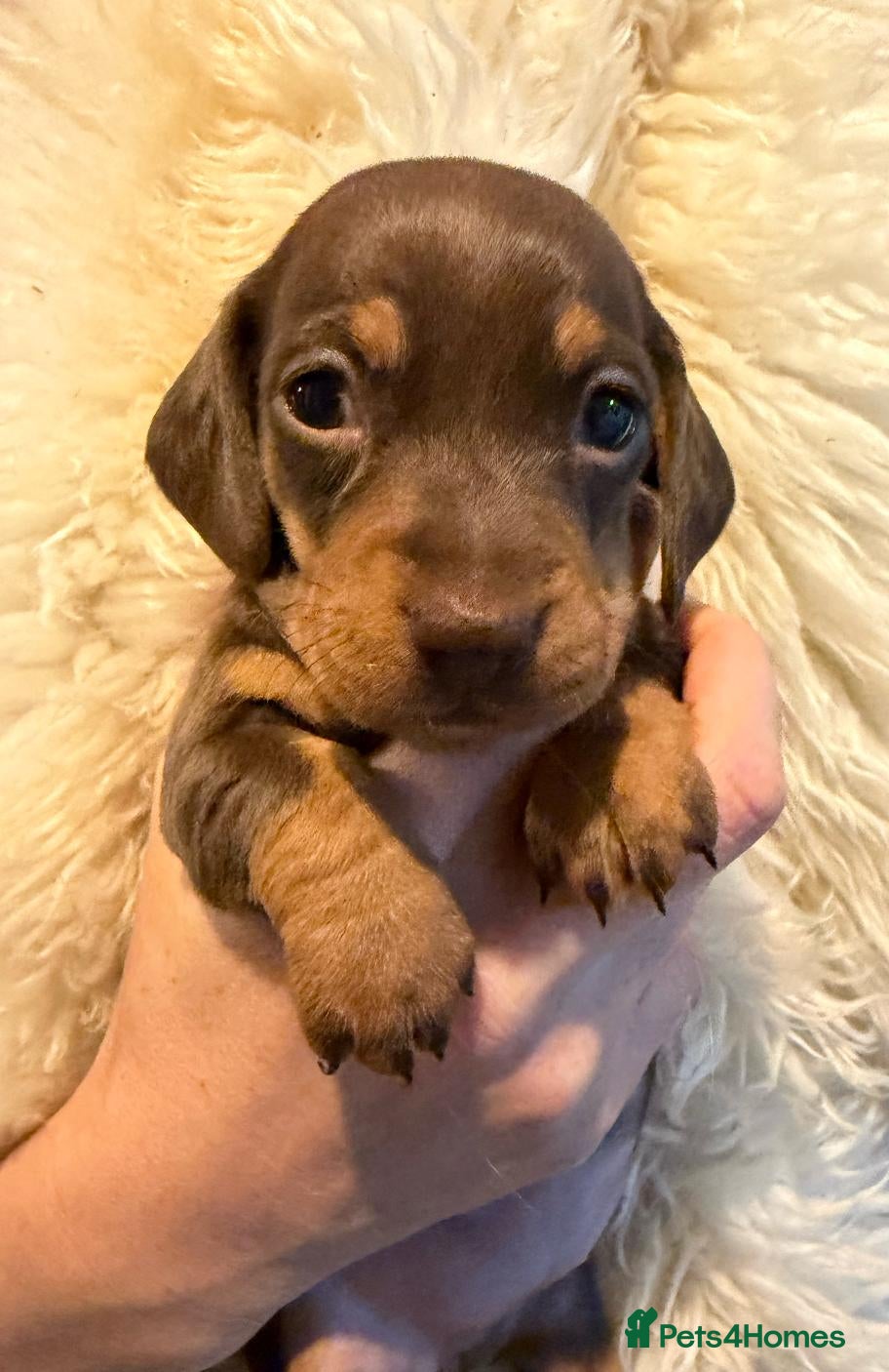 Miniature Dachshund dogs for sale: Miniature dachshund puppies - KC registered - Advert 3