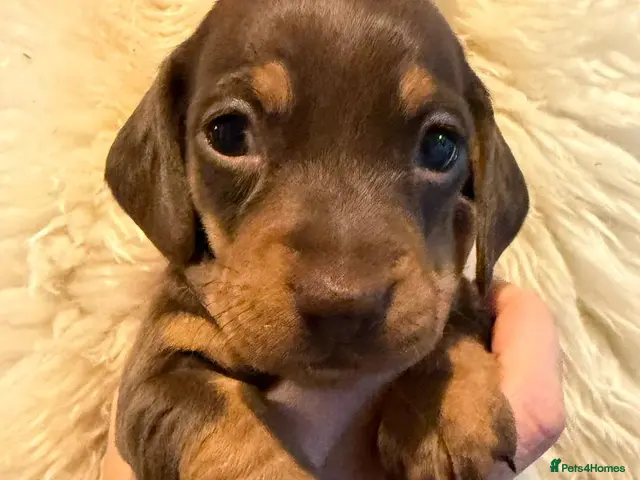 Miniature Dachshund dogs for sale: Miniature dachshund puppies - KC registered - Advert 4