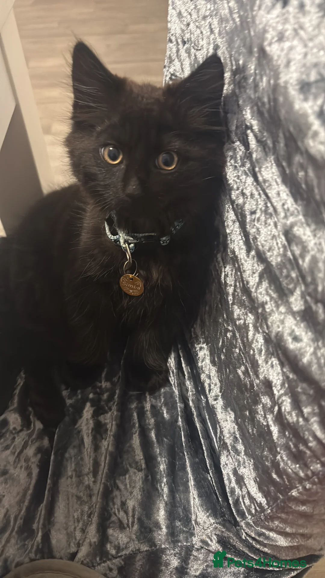 Mixed Breed cats for sale: gorgeous boy left  - Advert 2